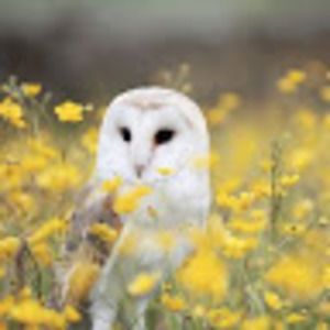 Meet your Posher, Miriam